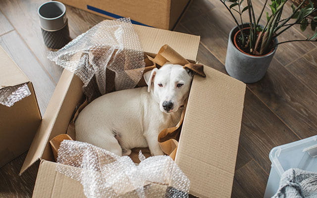 A dog lays down in a carboard box with bubble and paper wrapping cushioning it surrounded by other moving boxes, packing supplies, and a plant