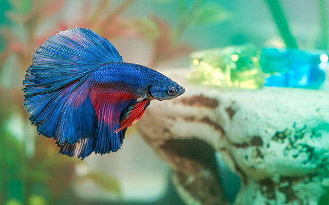 A shot of a mainly blue with red coloring beta fish swimming around in a water tank
