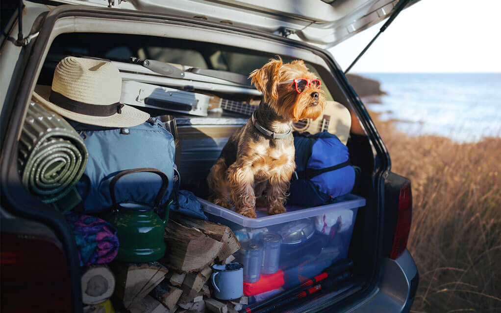 A Yorkshire Terrier sits in the back of a packed vehicle with a pair of sunglasses on as it waits for its owners to unpack