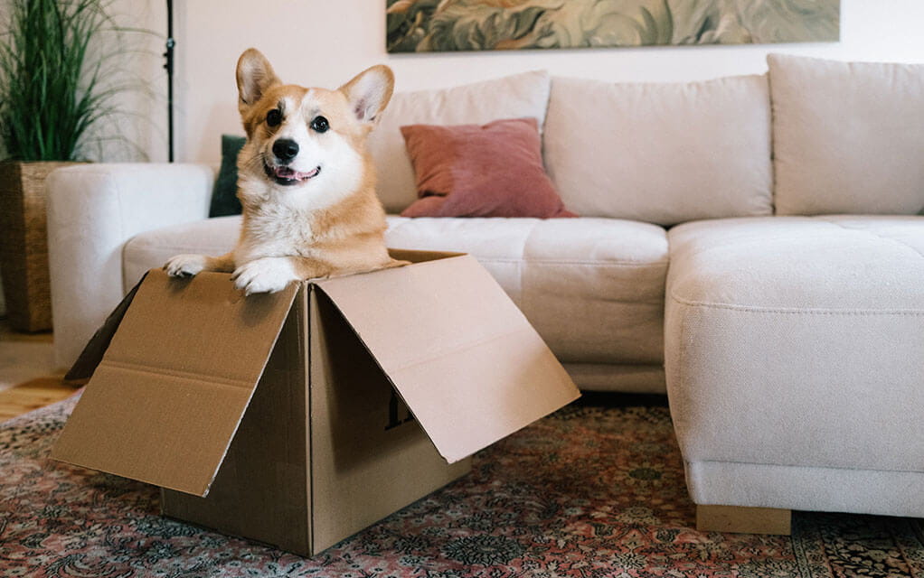 A cute corgi dog smiles as it sits in an open cardboard box in front of a couch in the living room of a home