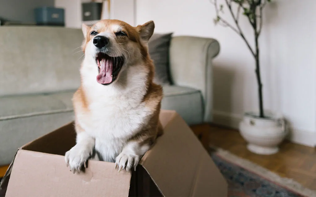 A happy Corgi is standing in a cardboard box, yawning cutely in its home's living room