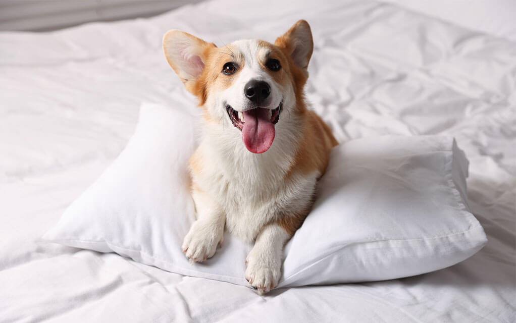 A happy looking Pembroke Corgi sits on the top of a pillow on a bed with all white sheets on it