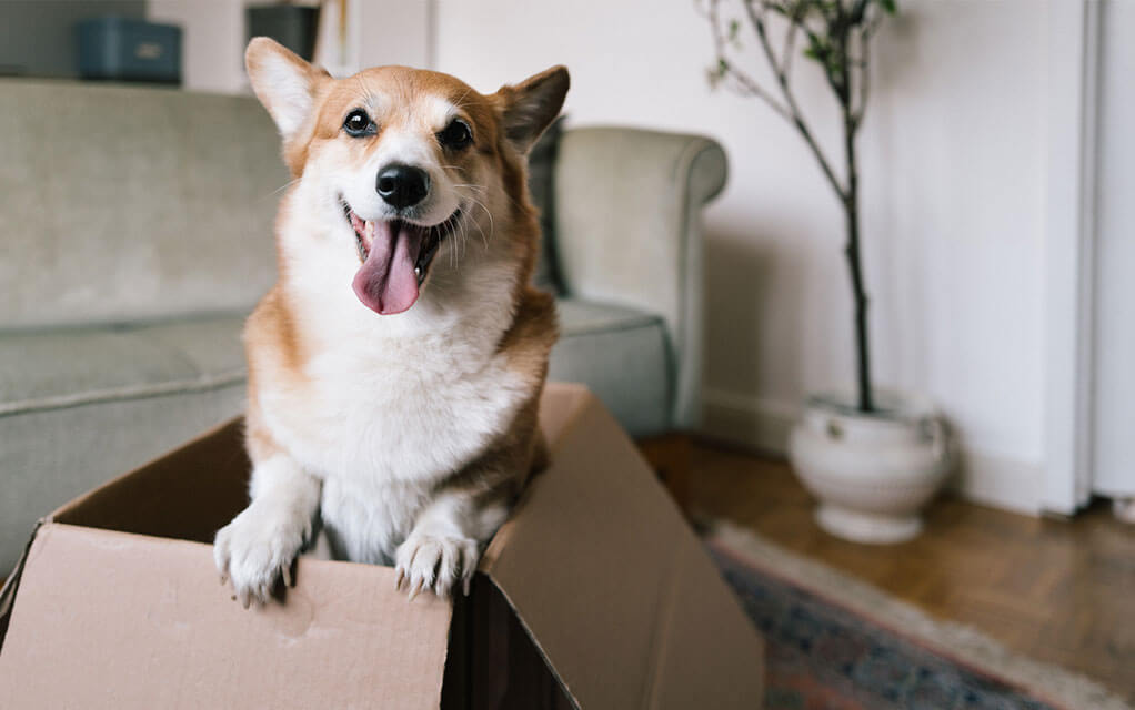 A smiling and happy Corgi stands on its hind legs in a moving box